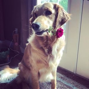 Meet your Posher, Di